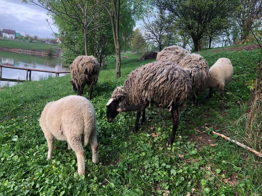 Вівці мірінос романовські