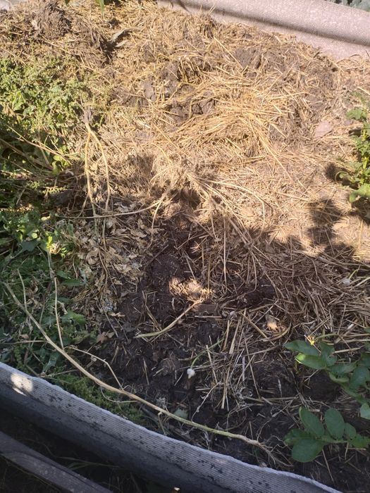 Продам червячниц