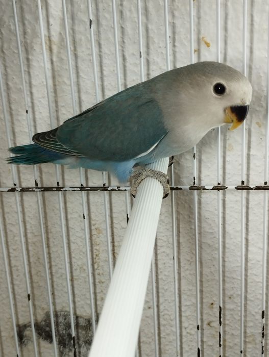 Agapórnis Roseicollis