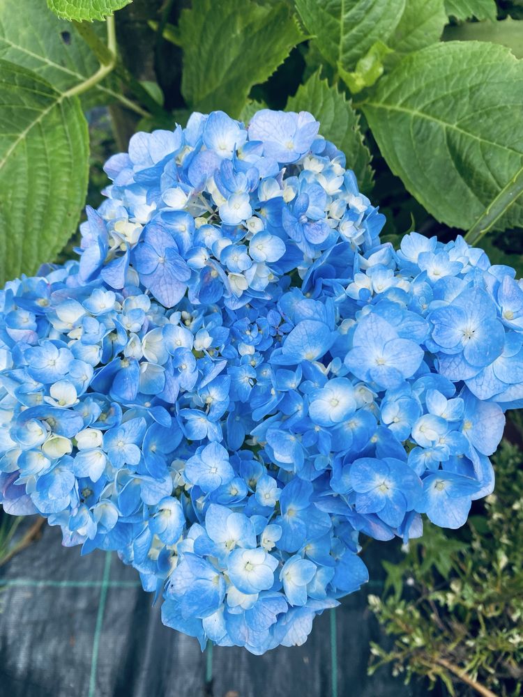 Hortensias/hidrangeas mix ja com flor