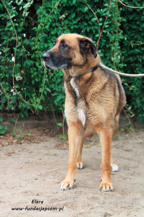 Elara - sympatyczna suczka