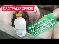 Ветеринарні послуги кастрація свиней кнурів нутряків