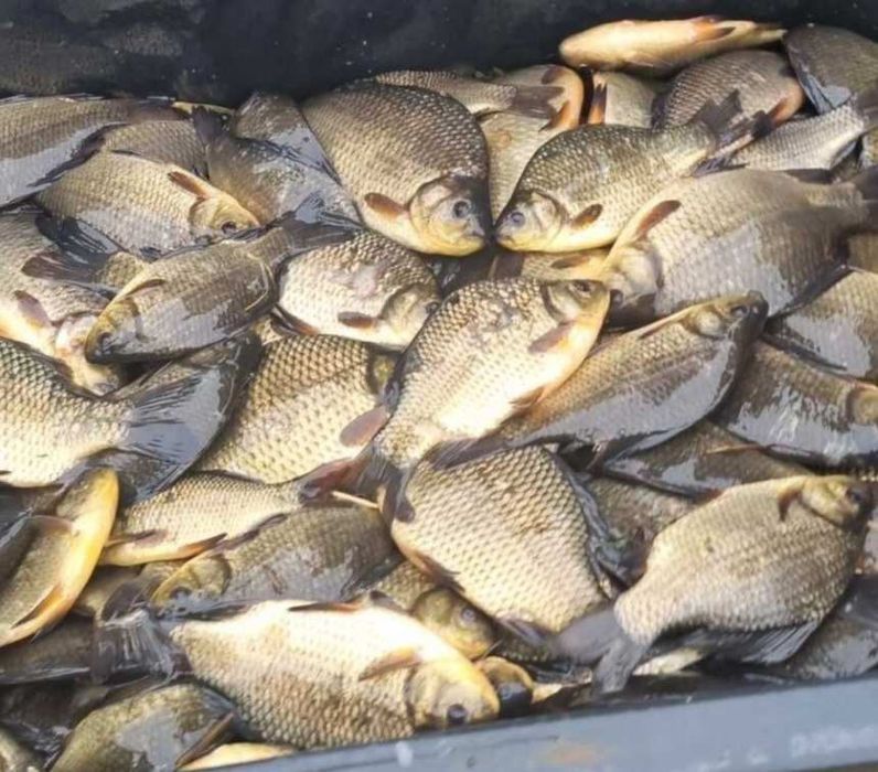 Narybek i kroczek. Karp, lin, karaś