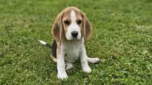 Suczka beagle ZKwP FCI