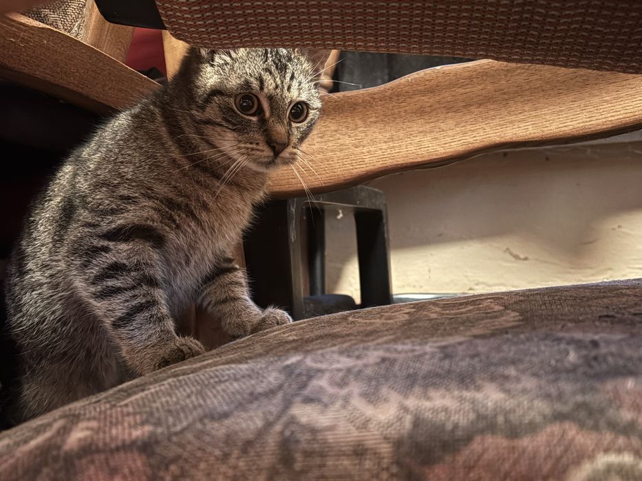 Młody bury kocurek szuka domu