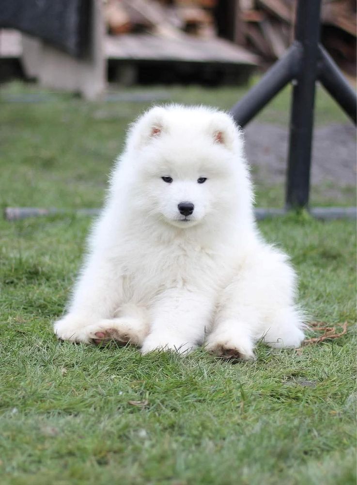 Samoyed październik 2025r ZKwP