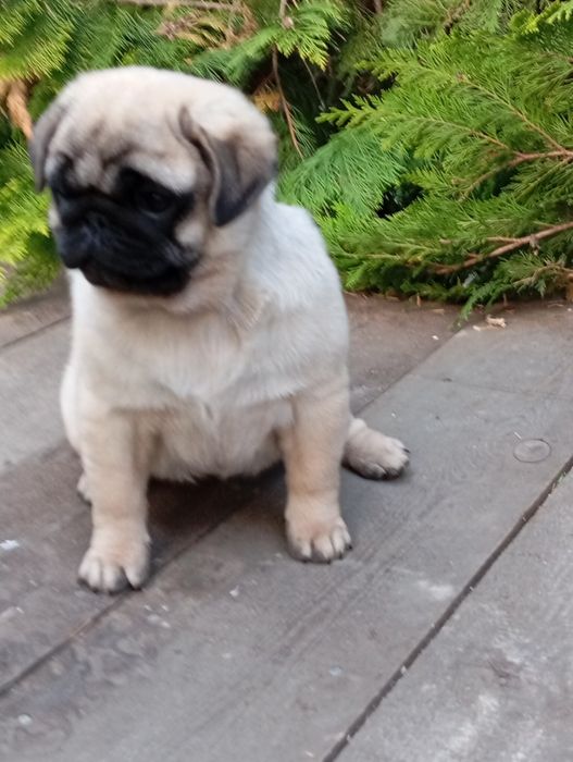 Mops suczka ZkwP FCI Łódź
