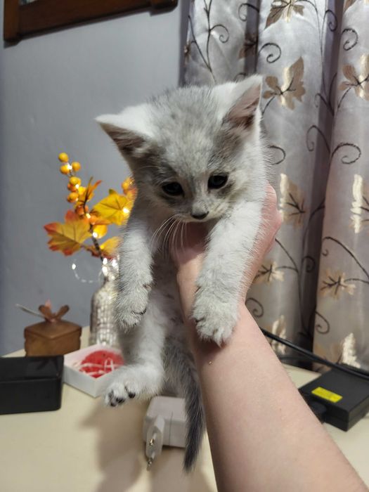 Кошенята в добрі руки