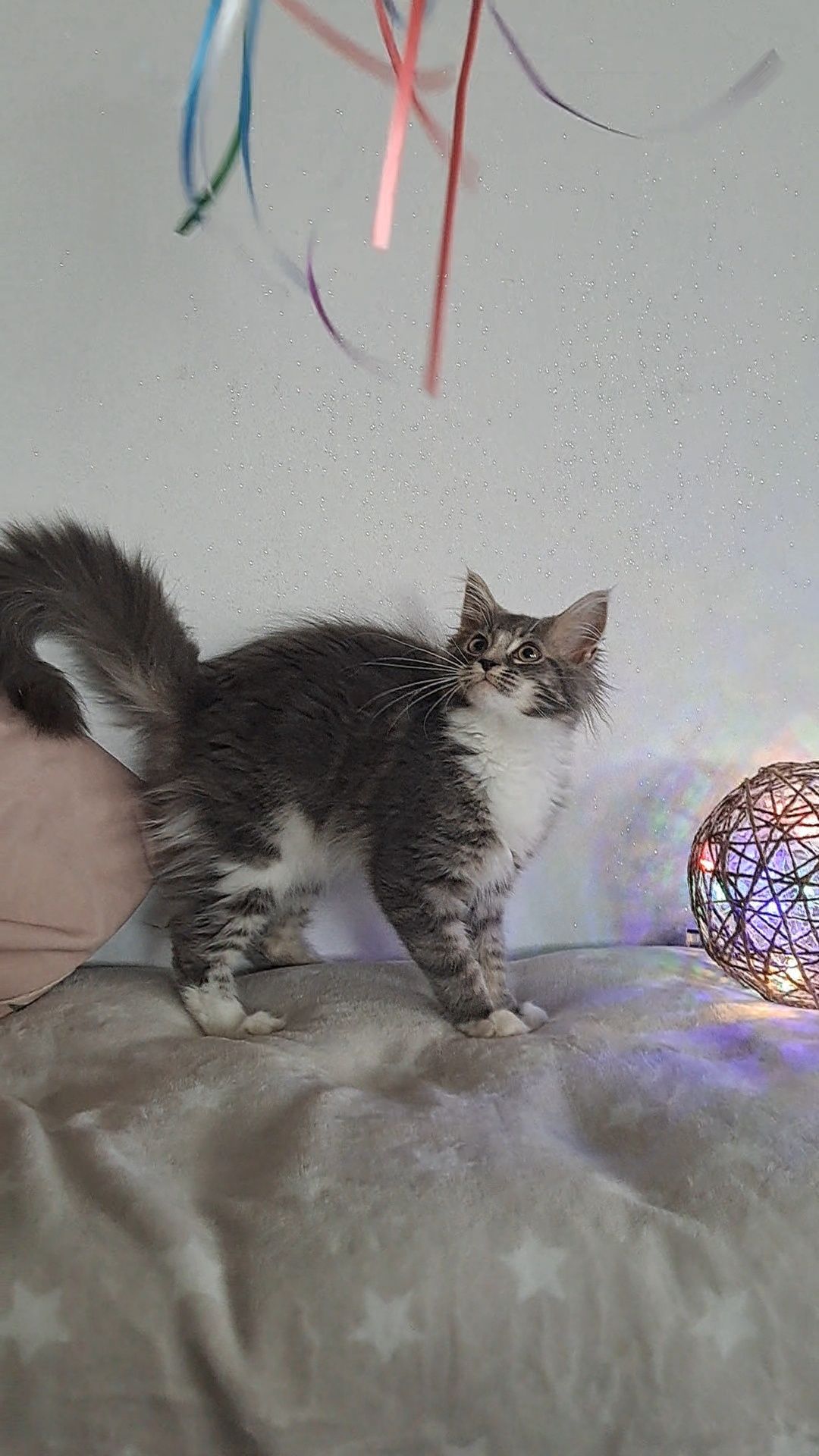 Kotka MaineCoon CIRI niebieska