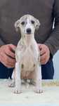 Whippet.   Fêmea