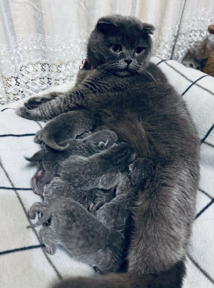 Шотландські кошенята/Scottish cats/Scottish fold/straight