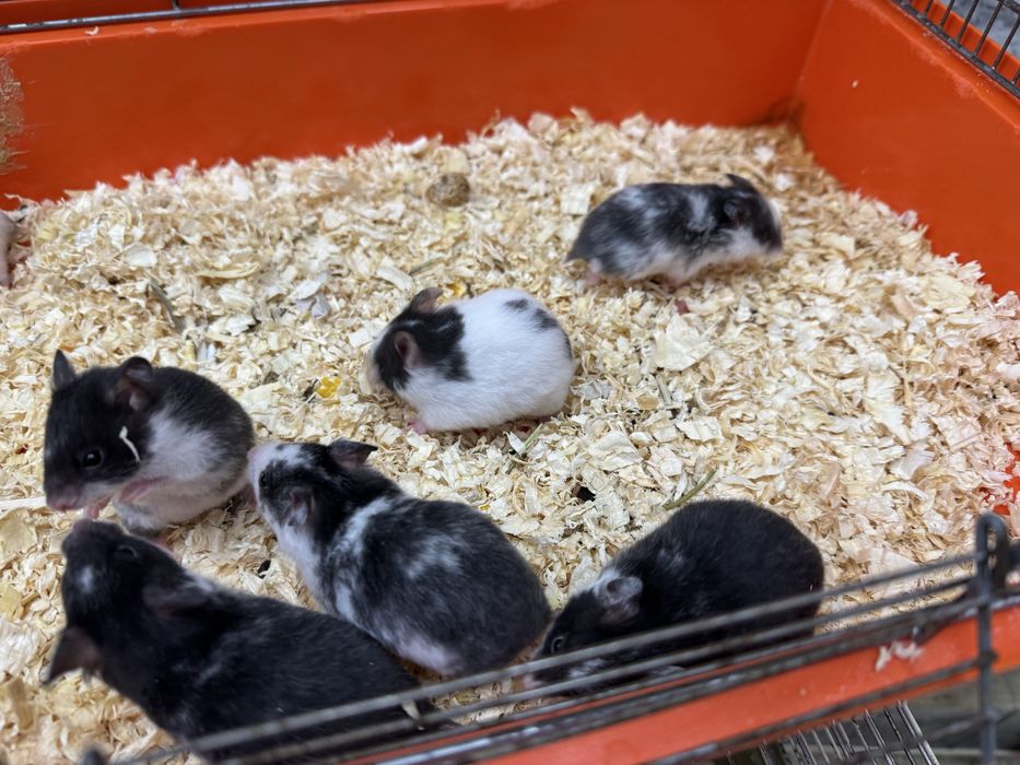 Chomik syryjski młode