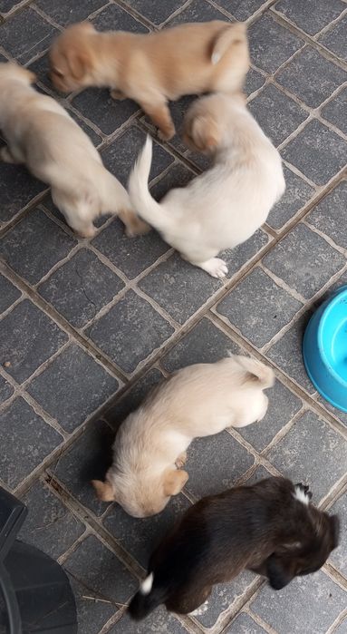 cãezinhos procura o melhor dono