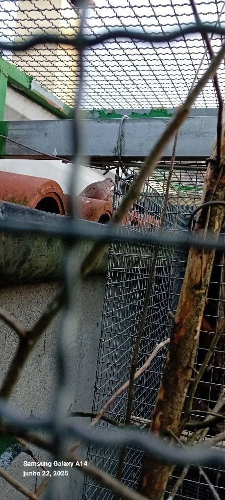 Aves criadas em cativeito