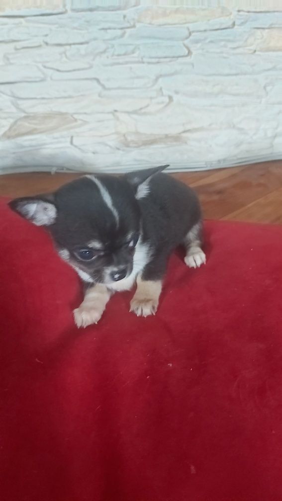 Chihuahua Trikolor piesek