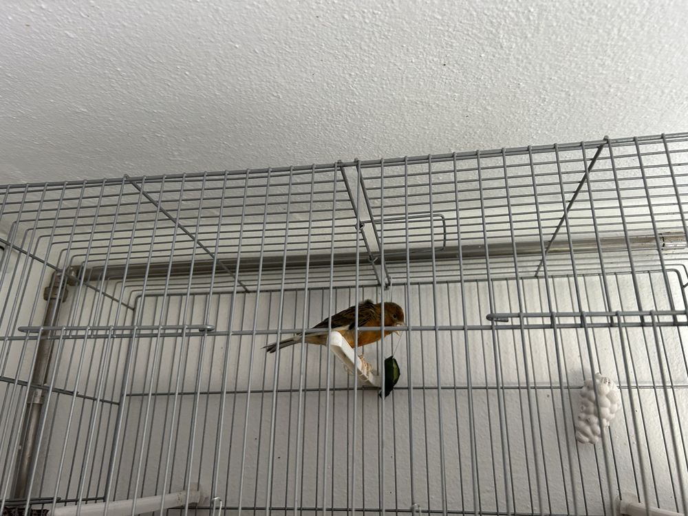 Canario com 10 meses