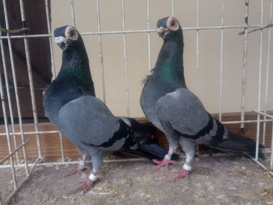 Brodawczaki polskie.