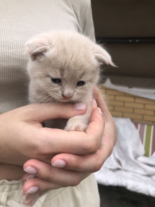 Продам шотландских вислоухих  котят!