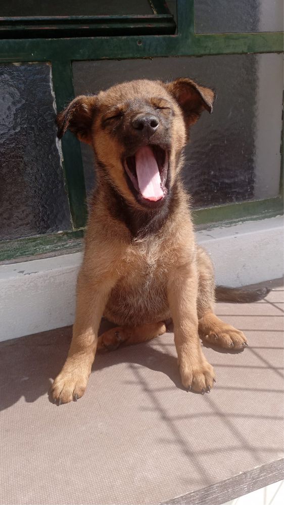 Bebés de porte médio para adoção responsável