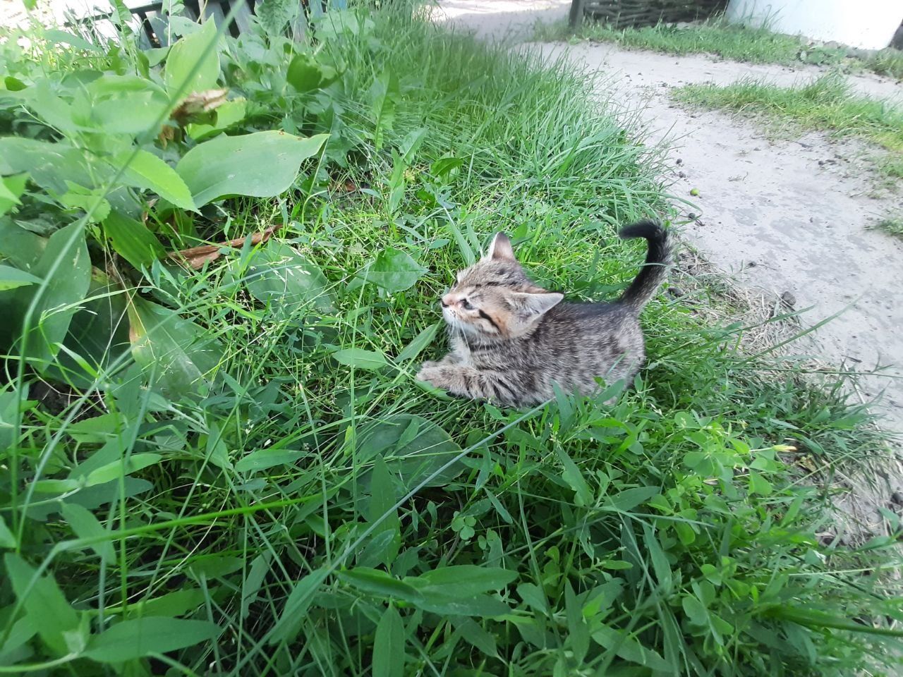 Кошенята господарські