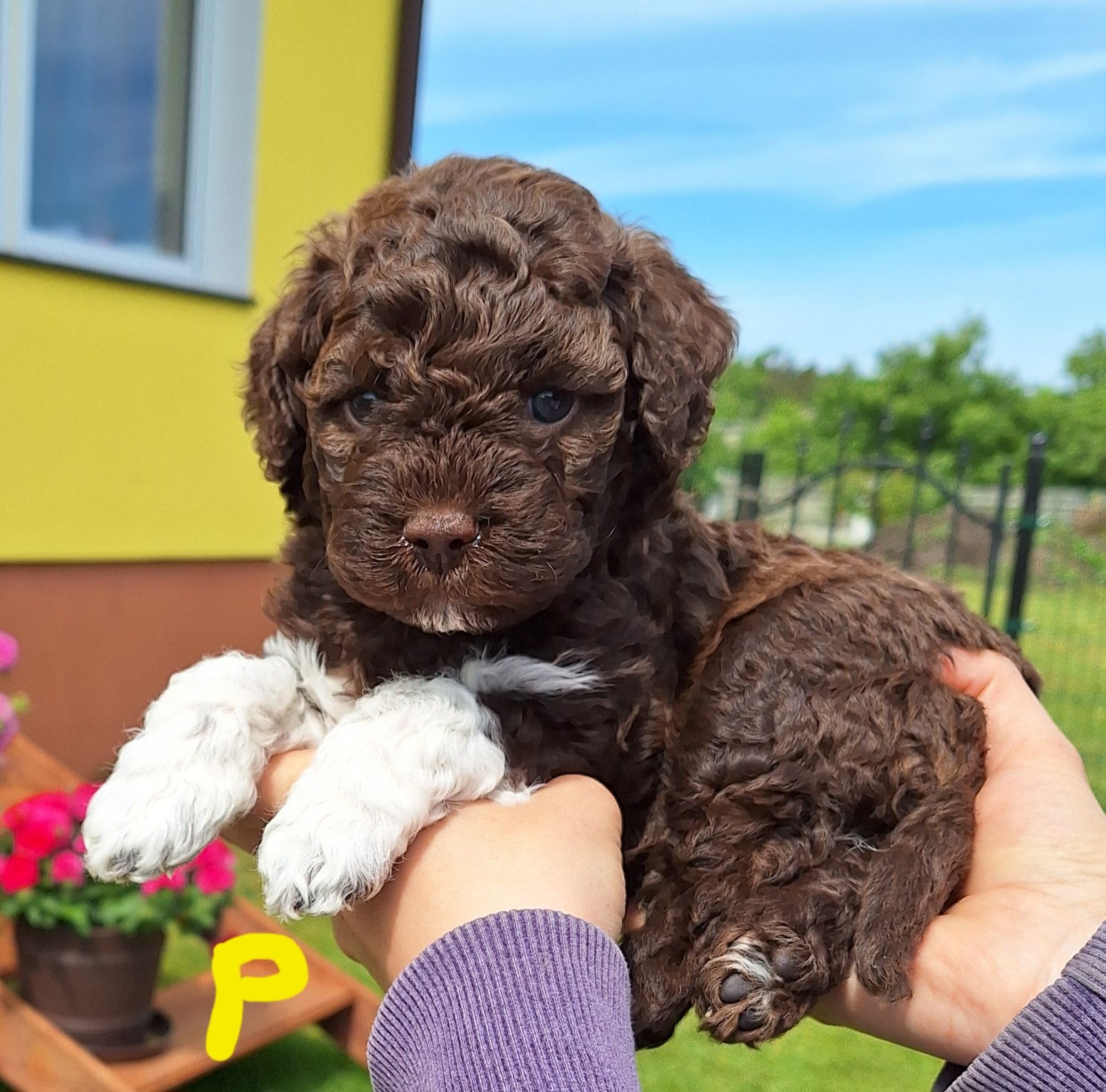 Lagotto romagnolo Wierny Węszyciel FCI