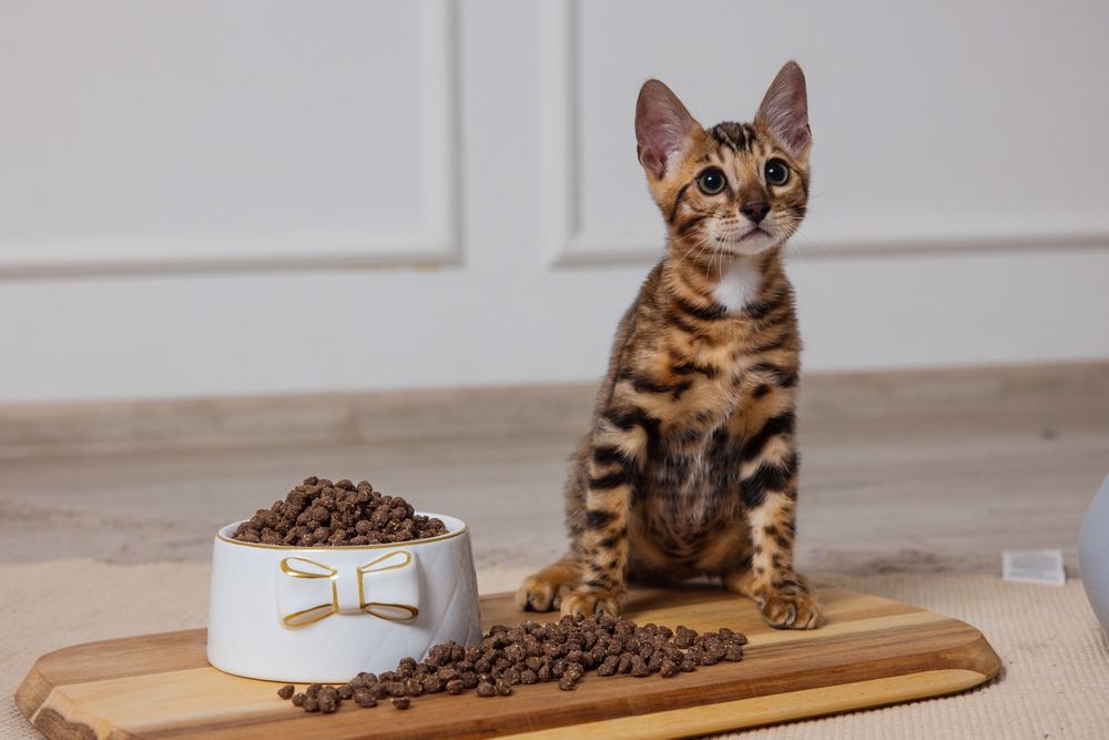 Sucha karma wołowa dla kota dla psa małych ras