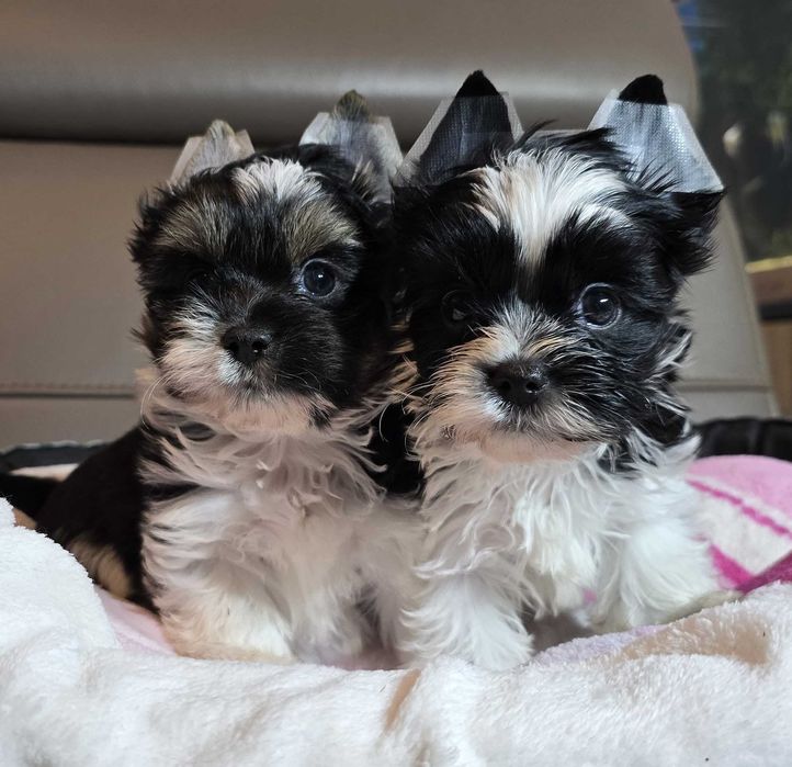 york biewer chłopak szczeniak