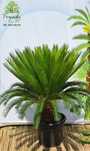 Cycas Revoluta, Sagowiec, palma mrozoodporna