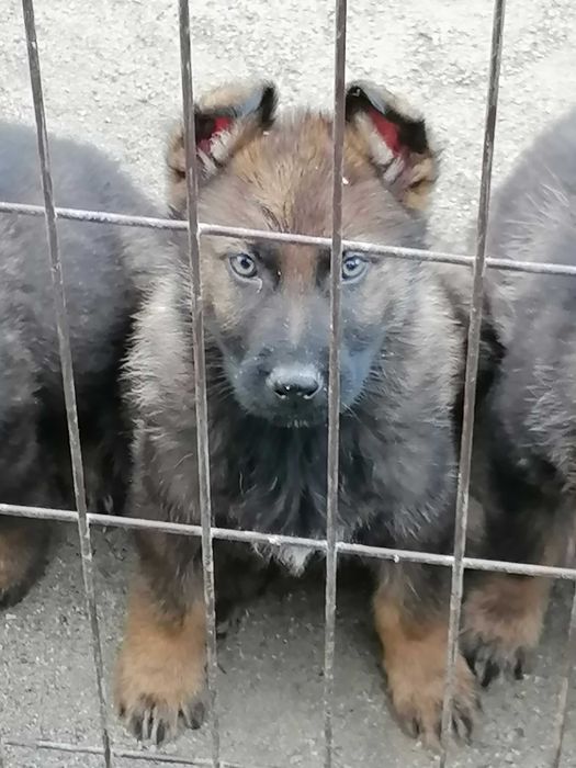 owczarek niemiecki uzytkowy pies wilczasty