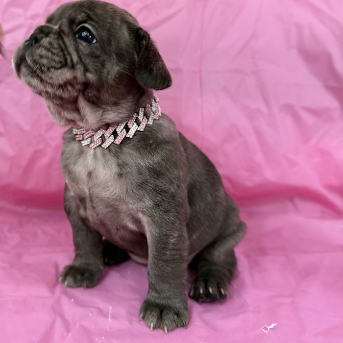 Menina buldog frances