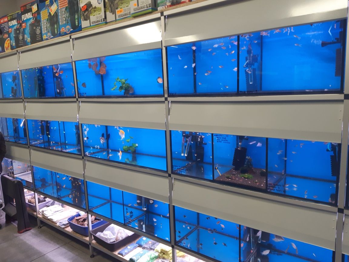 Krab Tęczowy XXL