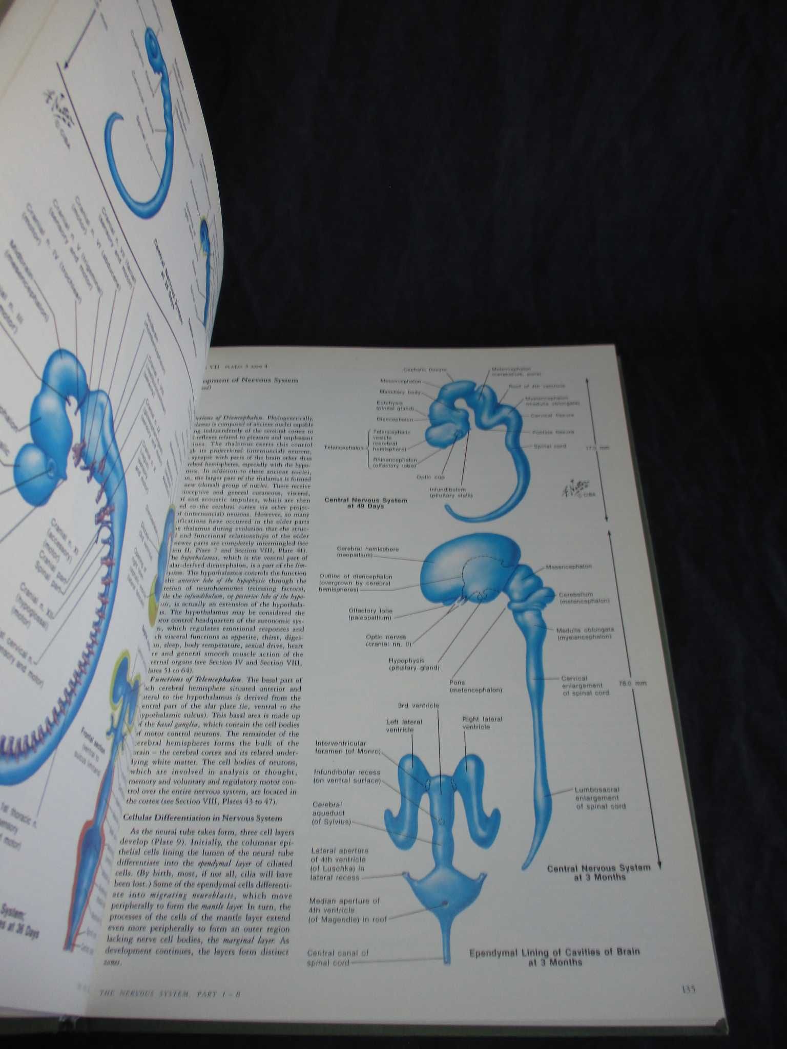 Livros The Ciba Collection Of Medical Illustrations Nervous System