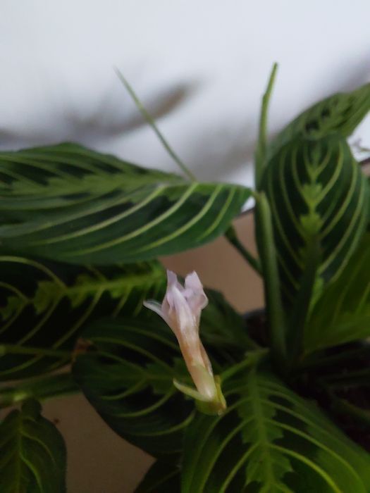 Maranta lemon lime, kolekcjonerska WYSYŁKA