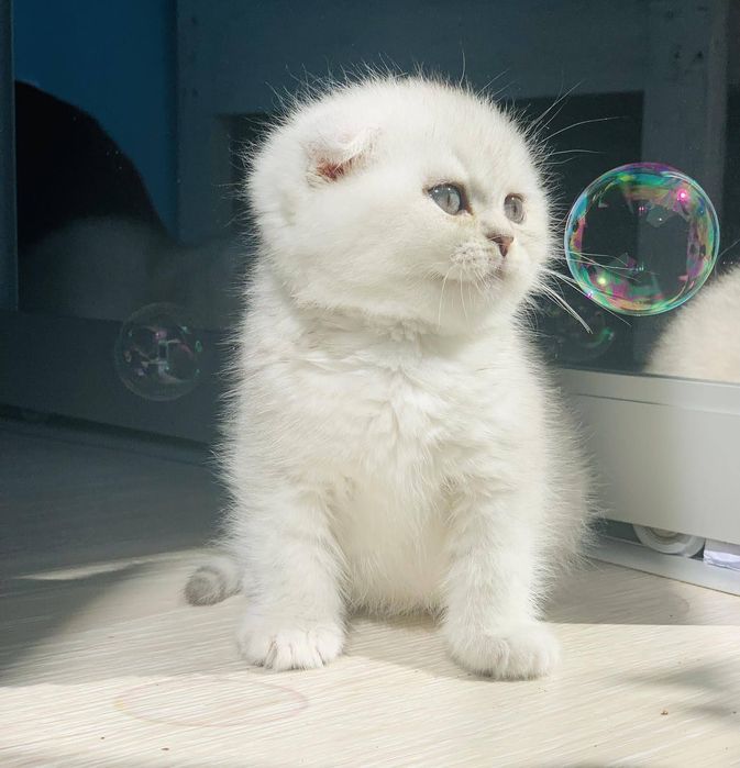 Шотландські кошенята з родословною