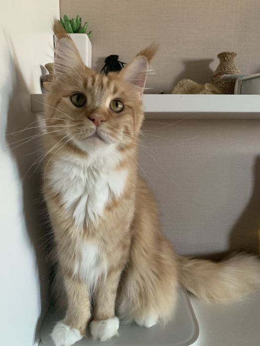 Шукаємо нашу кішку поверніть