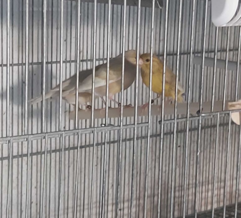 Lote de Canários Raça Espanhola