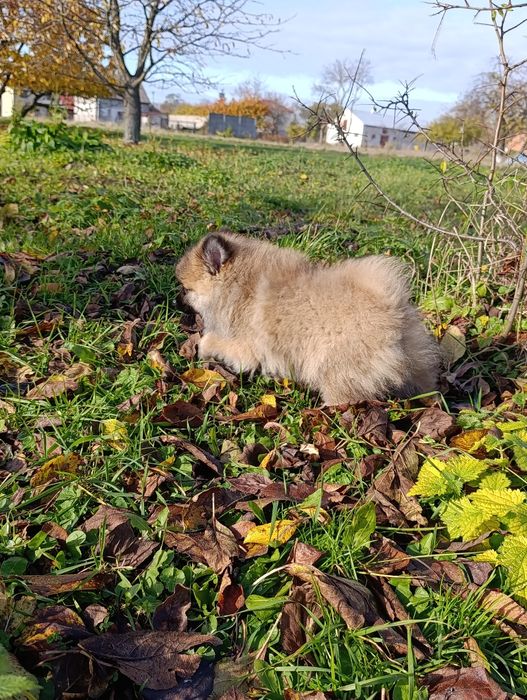 Szpic miniaturowy sunia