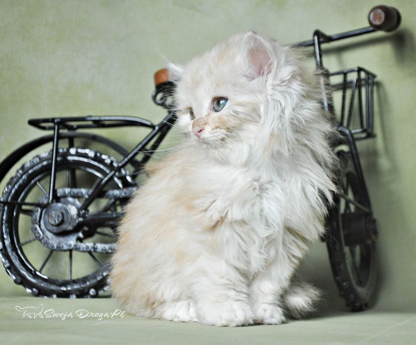 Qudłaty Swoją Drogą*Pl