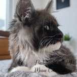 Maine coon rodowód Fife Fpl