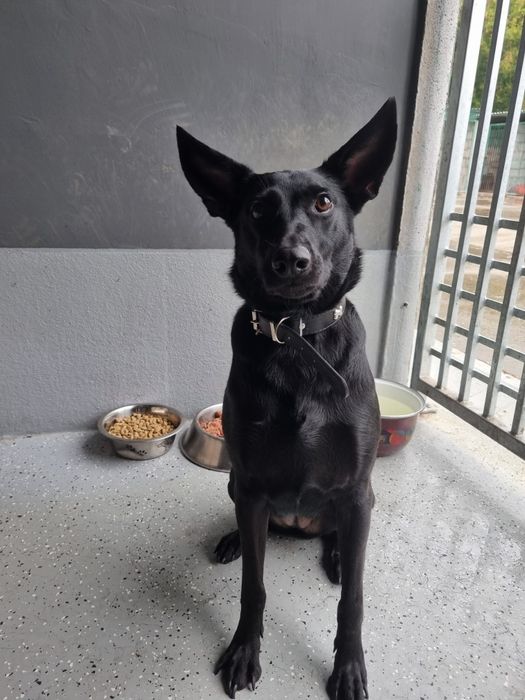 Titi - psiak idealny! adoptowana jako szczeniak, oddana po 2 latach