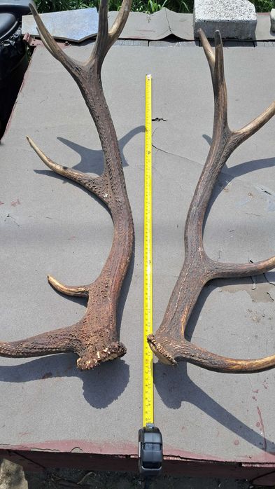 Rogi jelenia poroże