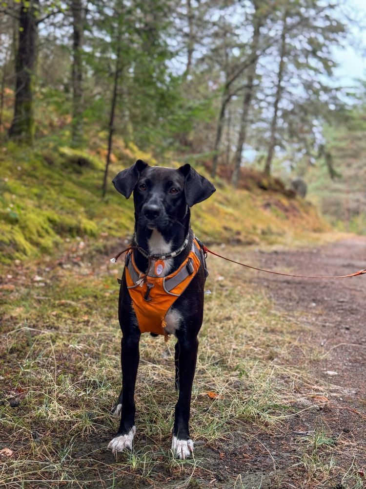 Alma - 2 anos, porte médio (20kg)