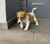 Jack russell terrier piesek