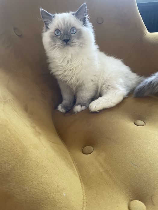 Kocurek Ragdoll wnuk Championa  rodzice FPL badania genetyczne cudny