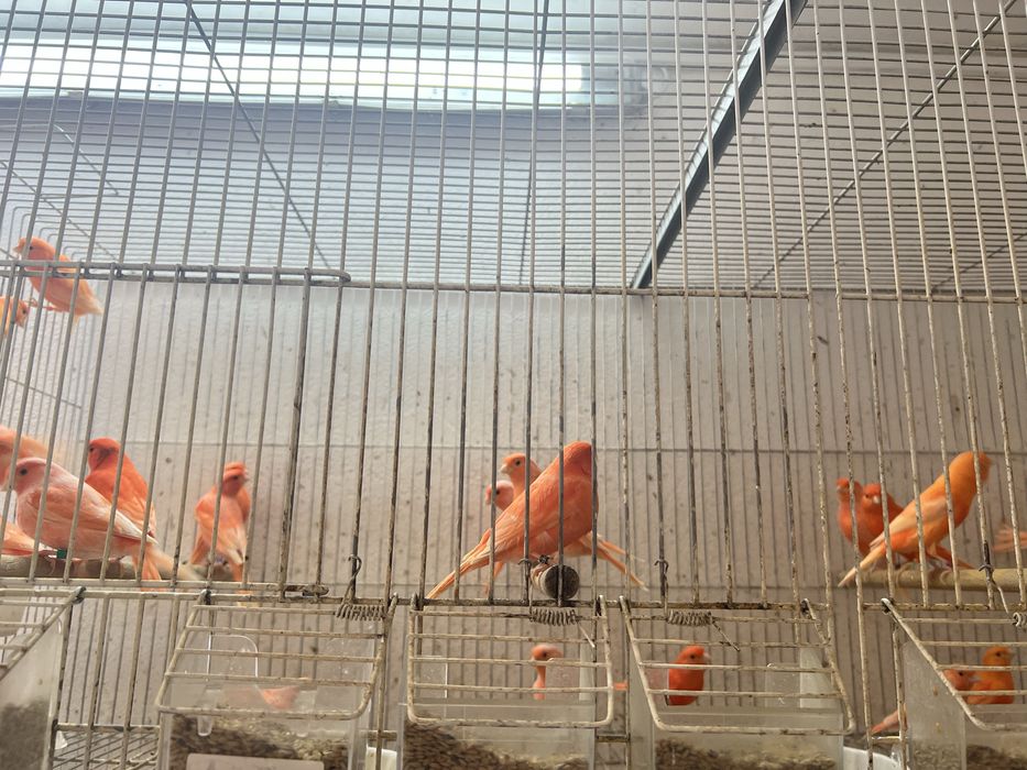 Canários Vermelhos 2025