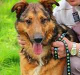 Hiron do adopcji