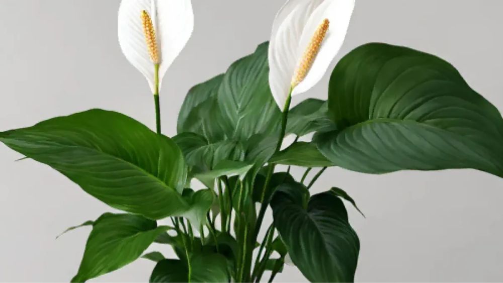 Вазон спатіфілум