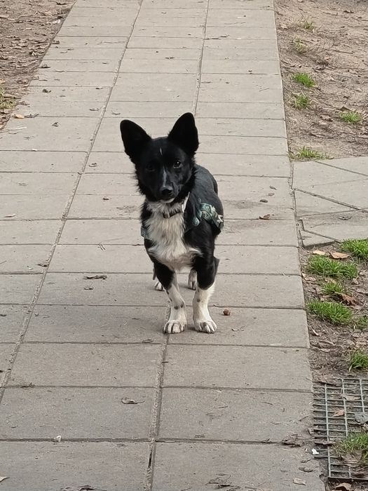 5 kg, 2 letni Agat, lękliwy, do adopcji