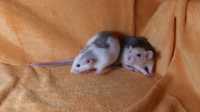 Крыски дамбо,крысы,крысята,клетки,корма,аксессуары