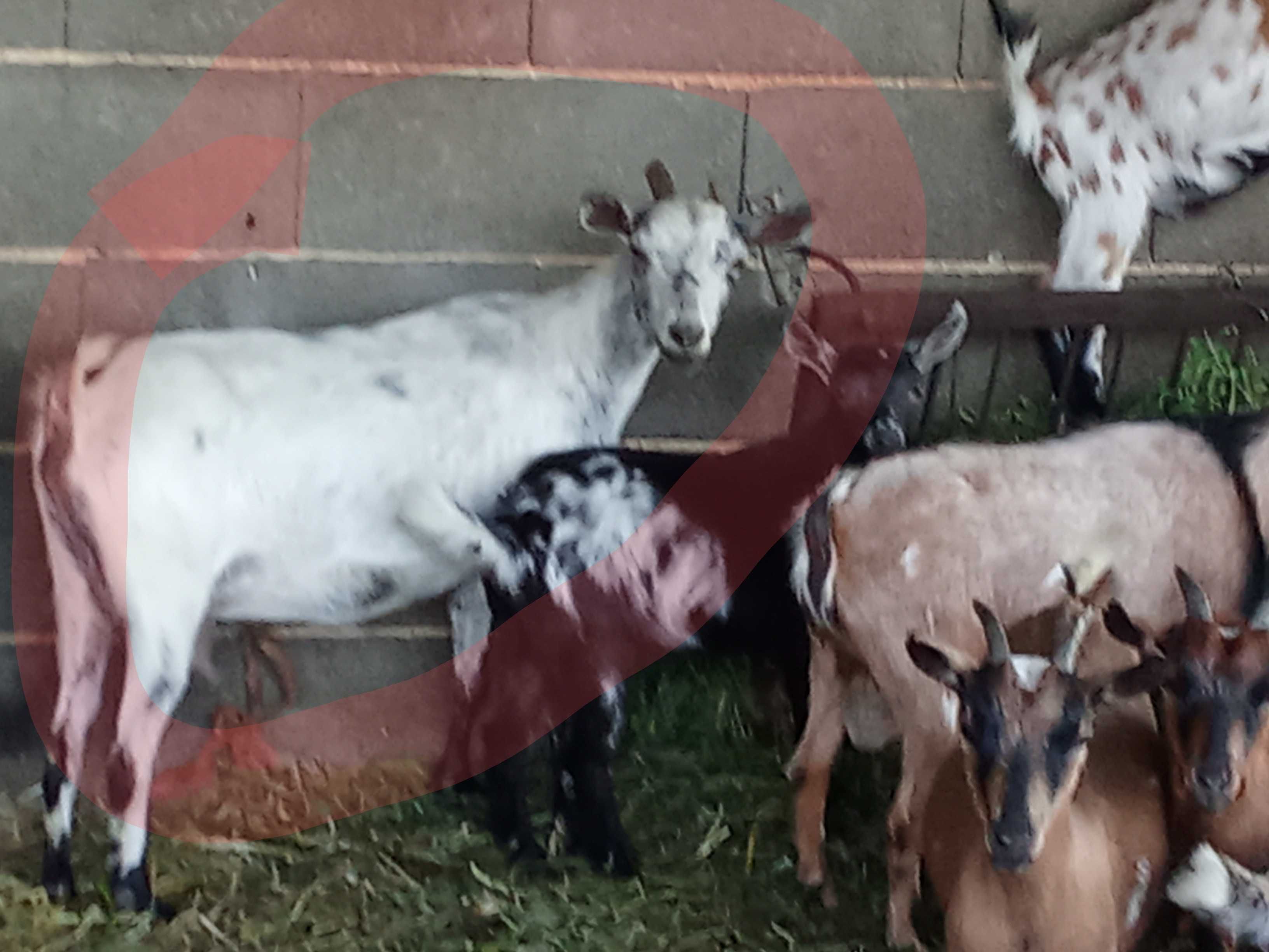 Casal de cabras (mãe e filho)